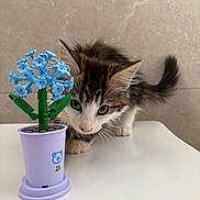Twinky a rejoint le concours — aidez-le/la à gagner de superbes lots ! kitten, cat, toy, flower, building_blocks, purple_pot, white_table, curious, whiskers, indoor, pet, small, closeup, feline, playful, background_wall, green_stem, blue_flower, young_animal, cute