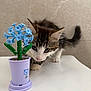 kitten, cat, toy, flower, building_blocks, purple_pot, white_table, curious, whiskers, indoor, pet, small, closeup, feline, playful, background_wall, green_stem, blue_flower, young_animal, cute