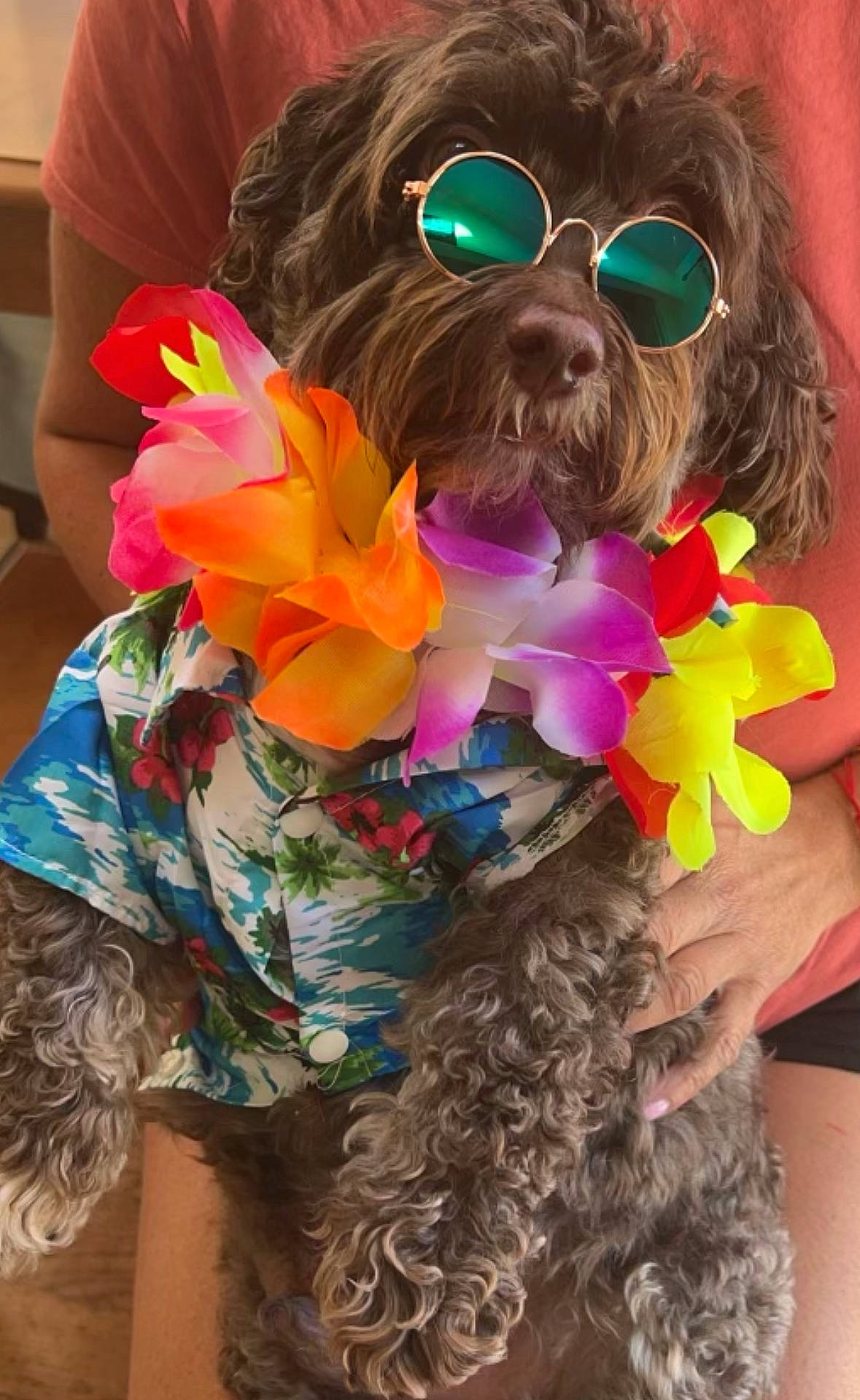 Harry joined the competition — help win amazing prizes! accessories, animal, canine, clothing, coat, dog, face, flower, flowerarrangement, glasses, head, person, pet, petal, photography, plant, portrait, pottedplant, puppy, sunglasses