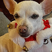 Pepper is registered to the contest to win money with this photo: dog, chihuahua, pet, animal, white_dog, small_dog, festive, holiday, jingle_bells, collar, cute, indoor, cozy, couch, pillow, relaxed, closeup, fur, ears, companion
