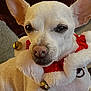 dog, chihuahua, pet, animal, white_dog, small_dog, festive, holiday, jingle_bells, collar, cute, indoor, cozy, couch, pillow, relaxed, closeup, fur, ears, companion