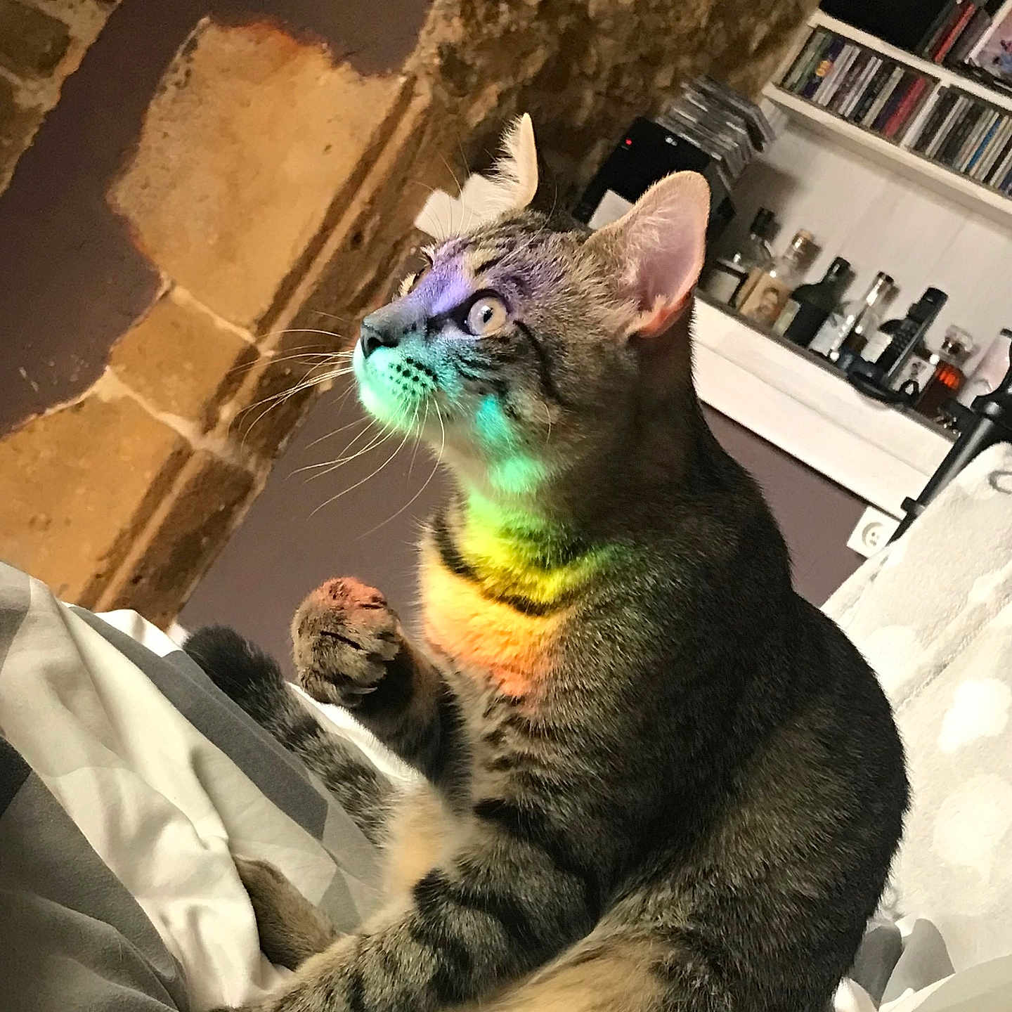 Blue participe au concours pour gagner de l'argent avec cette photo : animal, architecture, building, cat, couch, face, furniture, head, indoors, kitten, livingroom, person, pet, photography, plant, portrait, pottedplant, room, shelf, wall