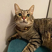 Blue participe au concours pour gagner de l'argent avec cette photo : abyssinian, animal, cat, egyptiancat, furniture, kitten, manx, pet