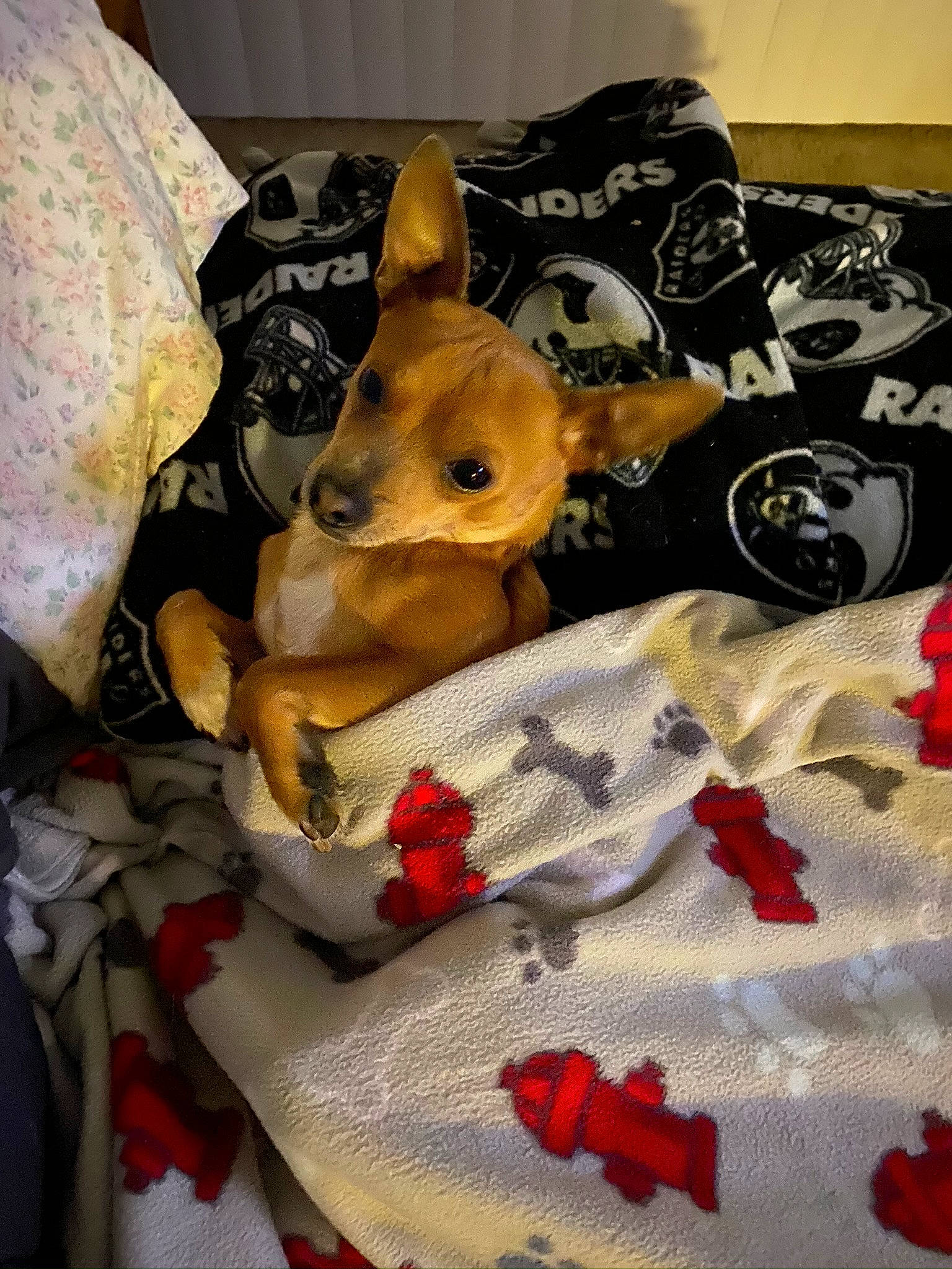 Chuy joined the competition — help win amazing prizes! canidae, carmine, carnivore, coquelicot, dog, dog_breed, linens, non_sporting_group, snout, toy, toy_dog