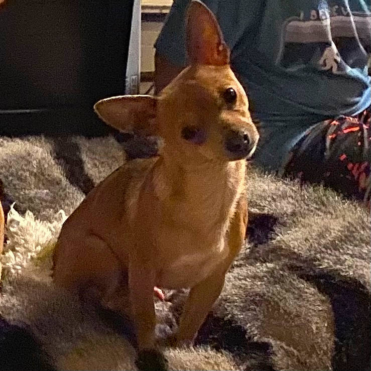 Chuy is registered to the contest to win money with this photo: bag, canidae, carnivore, chihuahua, companion_dog, dog, dog_breed, dog_supply, fawn, fur, hunting_dog, luggage_and_bags, non_sporting_group, pet_supply, snout, sporting_group, terrestrial_animal, vertebrate, working_animal, working_dog