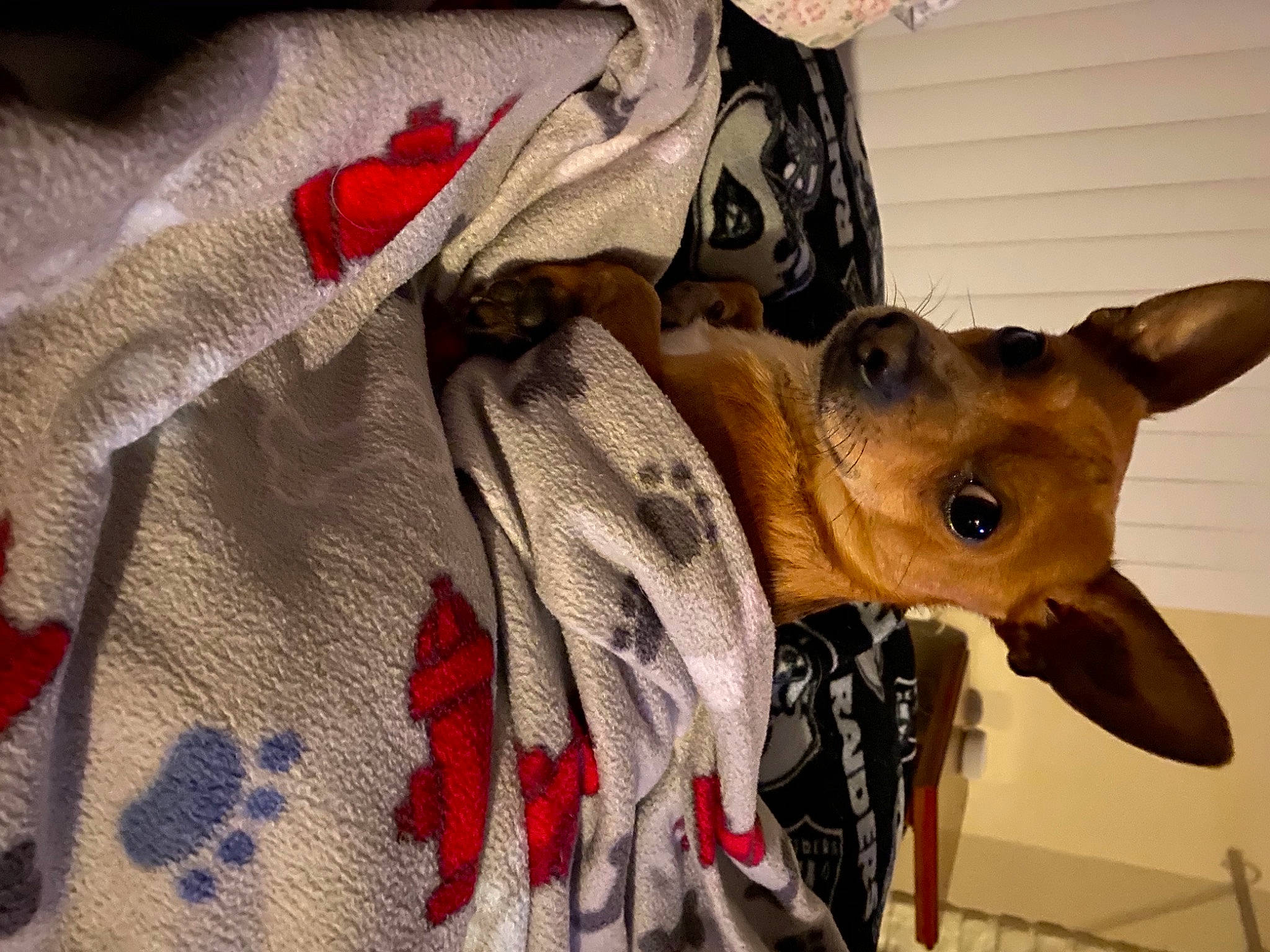 Chuy is registered to the contest to win money with this photo: canidae, carmine, carnivore, collar, companion_dog, coquelicot, dog, dog_breed, dog_clothes, dog_collar, dog_supply, fawn, hunting_dog, liver, pet_supply, snout, sporting_group, whiskers, working_animal, working_dog