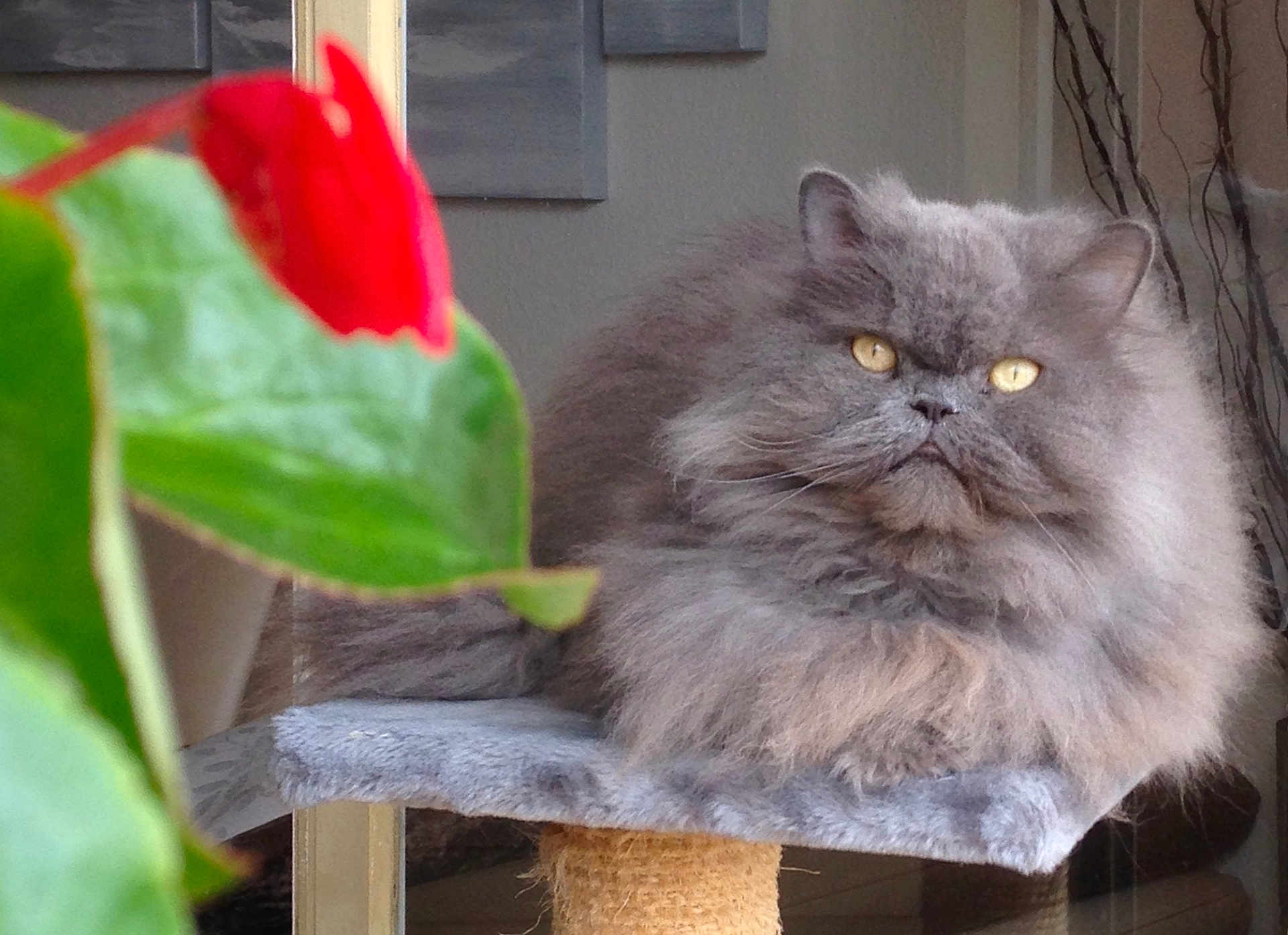 Ermes a rejoint le concours — aidez-le/la à gagner de superbes lots ! cat, fluffy, gray, yellow_eyes, indoor, plant, flower, green_leaves, perch, furniture, pet, portrait, relaxed, cozy, closeup, animal, mammal, domestic, cute, feline