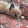 animal, bed, blanket, blue_eyes, cat, colorful, cozy, cute, floral_pattern, fluffy, fur, indoor, kitten, pet, relaxed, resting, small, soft, whiskers, young