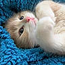 kitten, cat, fluffy, cute, pet, animal, feline, blanket, blue, soft, cozy, whiskers, pink_nose, fur, lying_down, close_up, domestic_animal, resting, indoor, curious