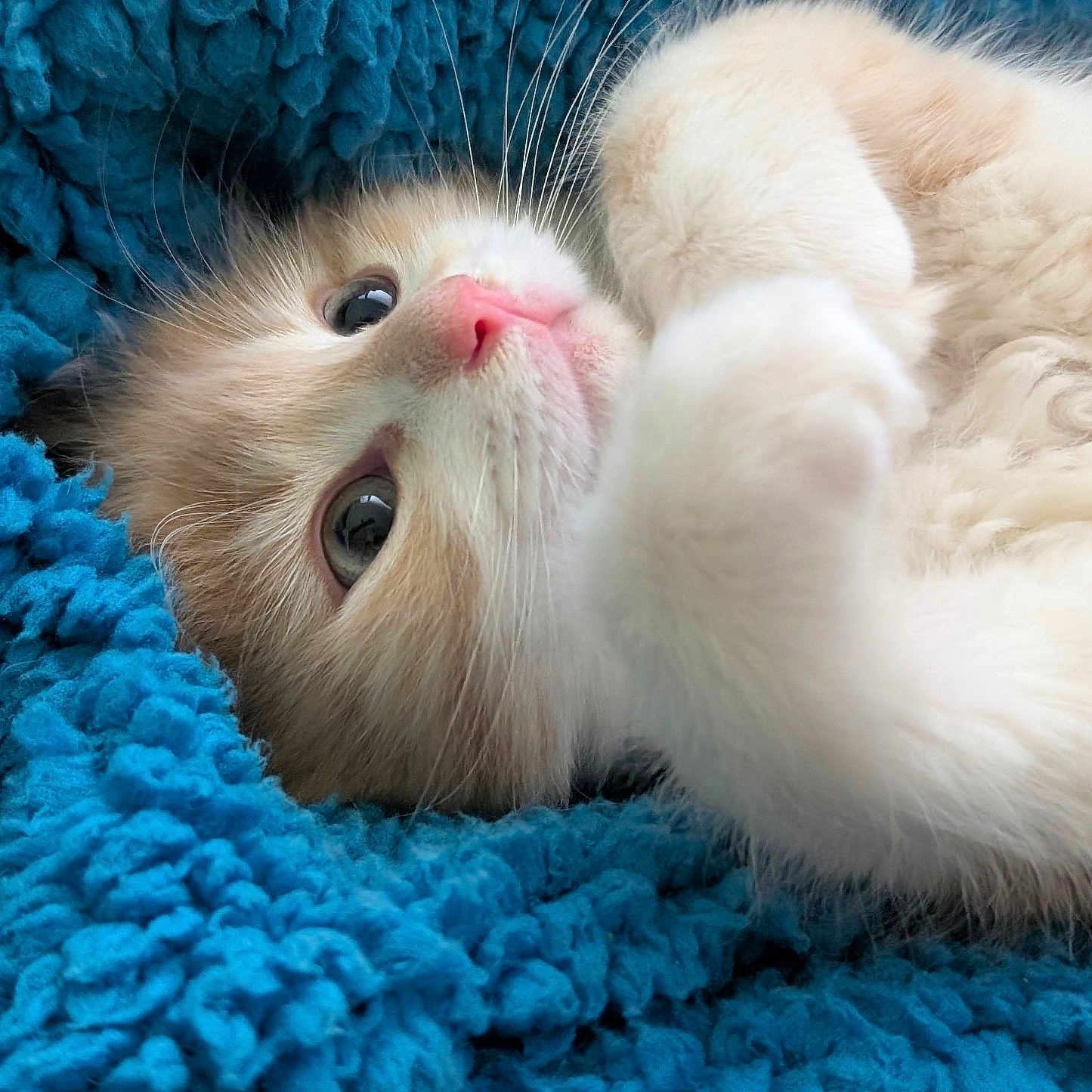 Nounours