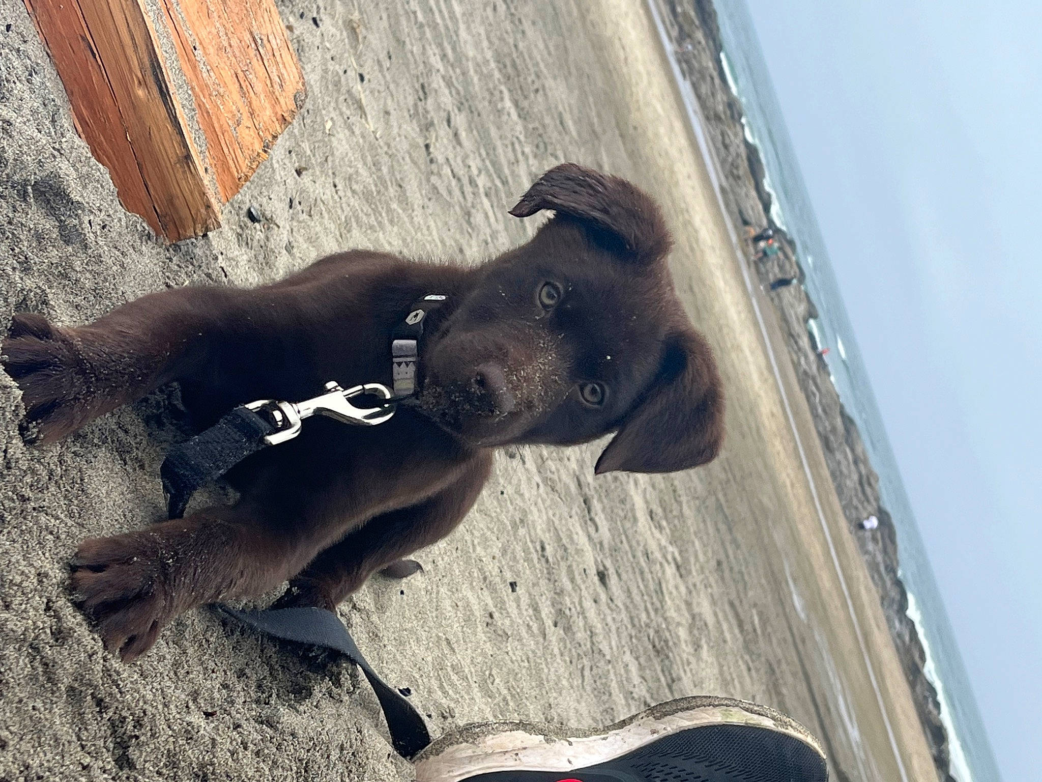 Whitney is registered to the contest to win money with this photo: canidae, carmine, carnivore, companion_dog, dog, dog_breed, dog_collar, fawn, human_leg, paw, pet_supply, shadow, sky, sporting_group, sunglasses, tail, terrestrial_animal, water, wood, working_animal