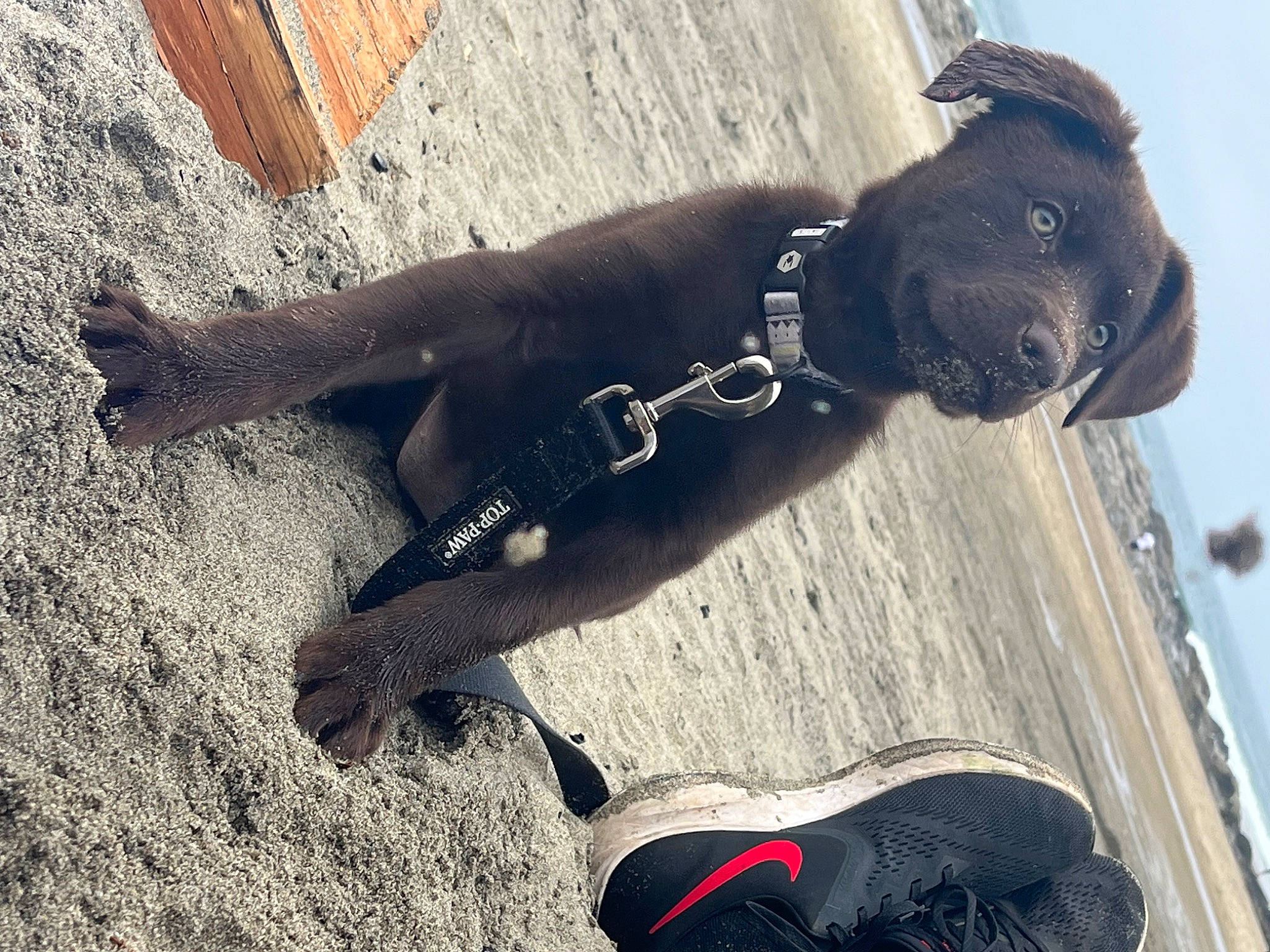 Whitney is registered to the contest to win money with this photo: adventure, canidae, carmine, carnivore, collar, companion_dog, dog, dog_breed, dog_collar, dog_supply, fawn, guard_dog, leash, personal_protective_equipment, pet_supply, shadow, sporting_group, tail, water, working_animal