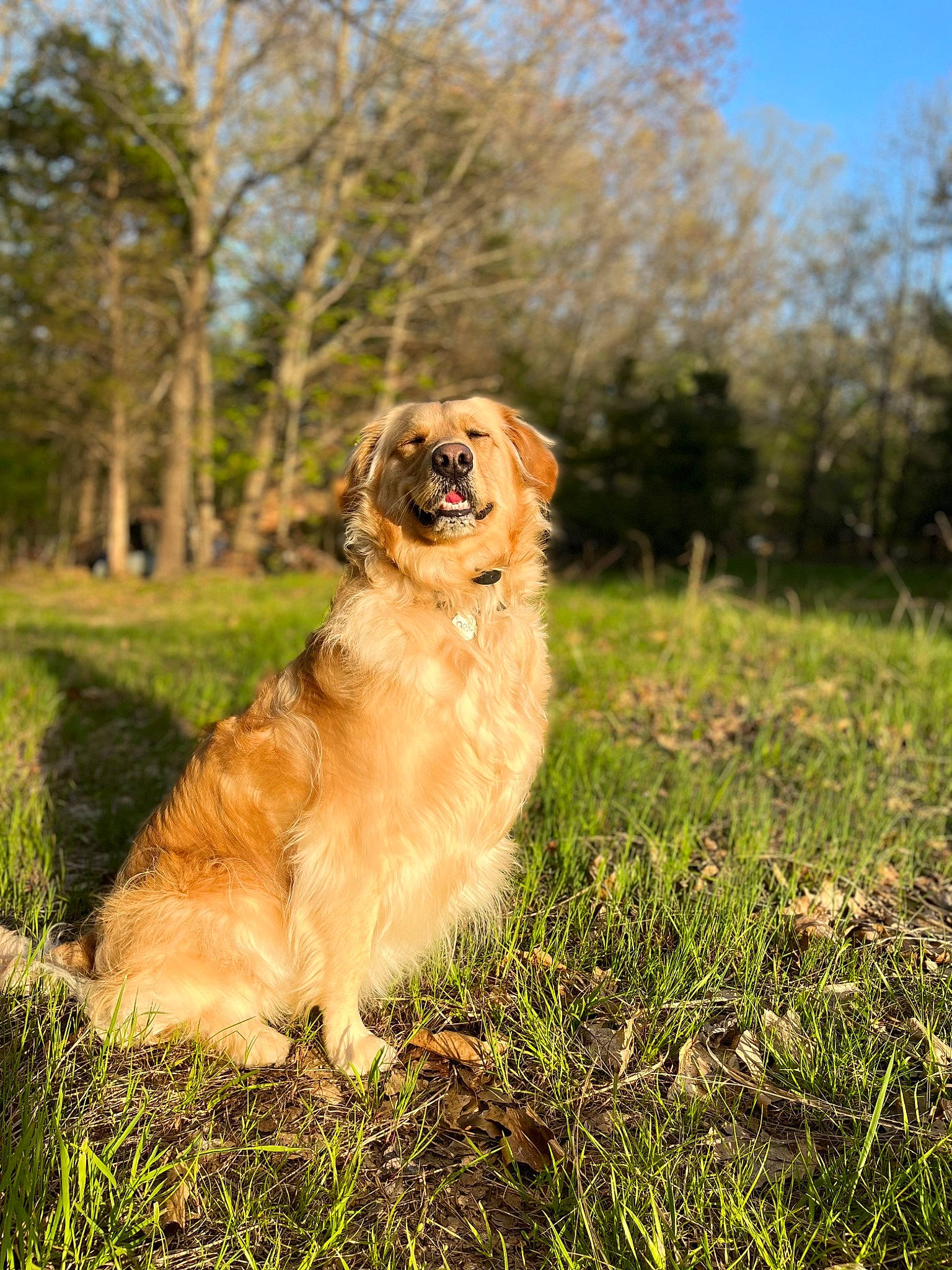 Bee is registered to the contest to win money with this photo: canidae, carnivore, companion_dog, dog, dog_breed, fawn, fur, golden_retriever, grass, grassland, gun_dog, landscape, plant, retriever, sky, snout, tail, tree, working_dog