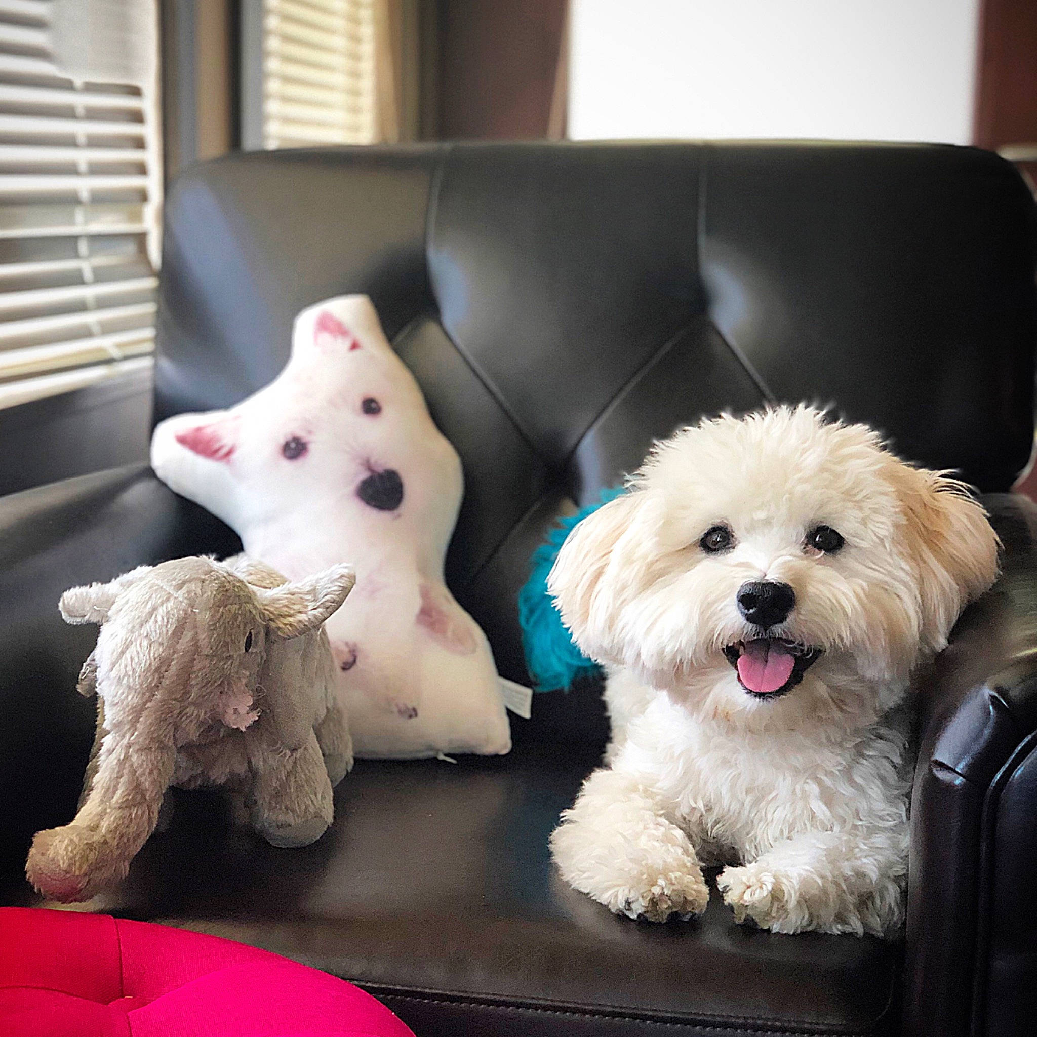 Einstein is registered to the contest to win money with this photo: bichon, bichon_frise, bolognese, canidae, carnivore, companion_dog, coton_de_tulear, dog, dog_breed, havanese, maltepoo, maltese, mammal, non_sporting_group, puppy, puppy_love, sealyham_terrier, toy_dog, vertebrate, west_highland_white_terrier