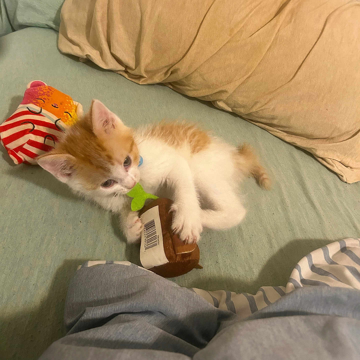 Boogers is registered to the contest to win money with this photo: animal, architecture, building, cat, clothing, couch, cushion, furniture, homedecor, indoors, kitten, linen, livingroom, manx, pants, person, pet, pillow, room, sleeping