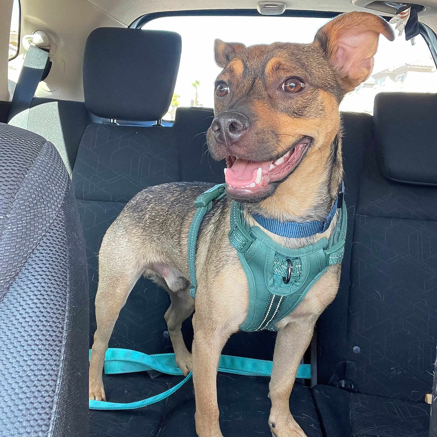 Mochi joined the competition — help win amazing prizes! accessories, animal, belt, bodypart, canine, car, car_interior, carseat, cushion, dog, headrest, homedecor, hound, mouth, person, pet, policedog, puppy, transportation, vehicle