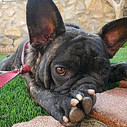 Rose joined the competition — help win amazing prizes! dog, french_bulldog, close_up, paw, leash, artificial_grass, stone_pavement, outdoor, pet, animal, brown_eyes, ears, lying_down, curious, adorable, brindle, snout, nose, face, canine