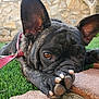 dog, french_bulldog, close_up, paw, leash, artificial_grass, stone_pavement, outdoor, pet, animal, brown_eyes, ears, lying_down, curious, adorable, brindle, snout, nose, face, canine
