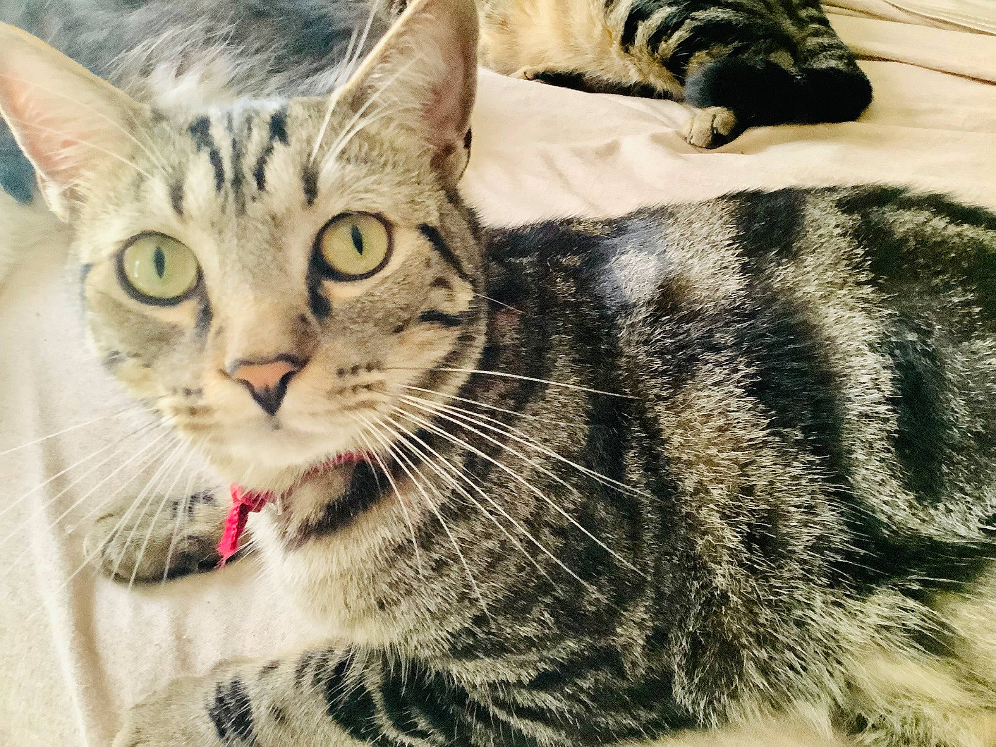 Kanga joined the competition — help win amazing prizes! carnivore, cat, claw, comfort, domestic_short_haired_cat, felidae, fur, paw, small_to_medium_sized_cats, snout, terrestrial_animal, whiskers, wildlife