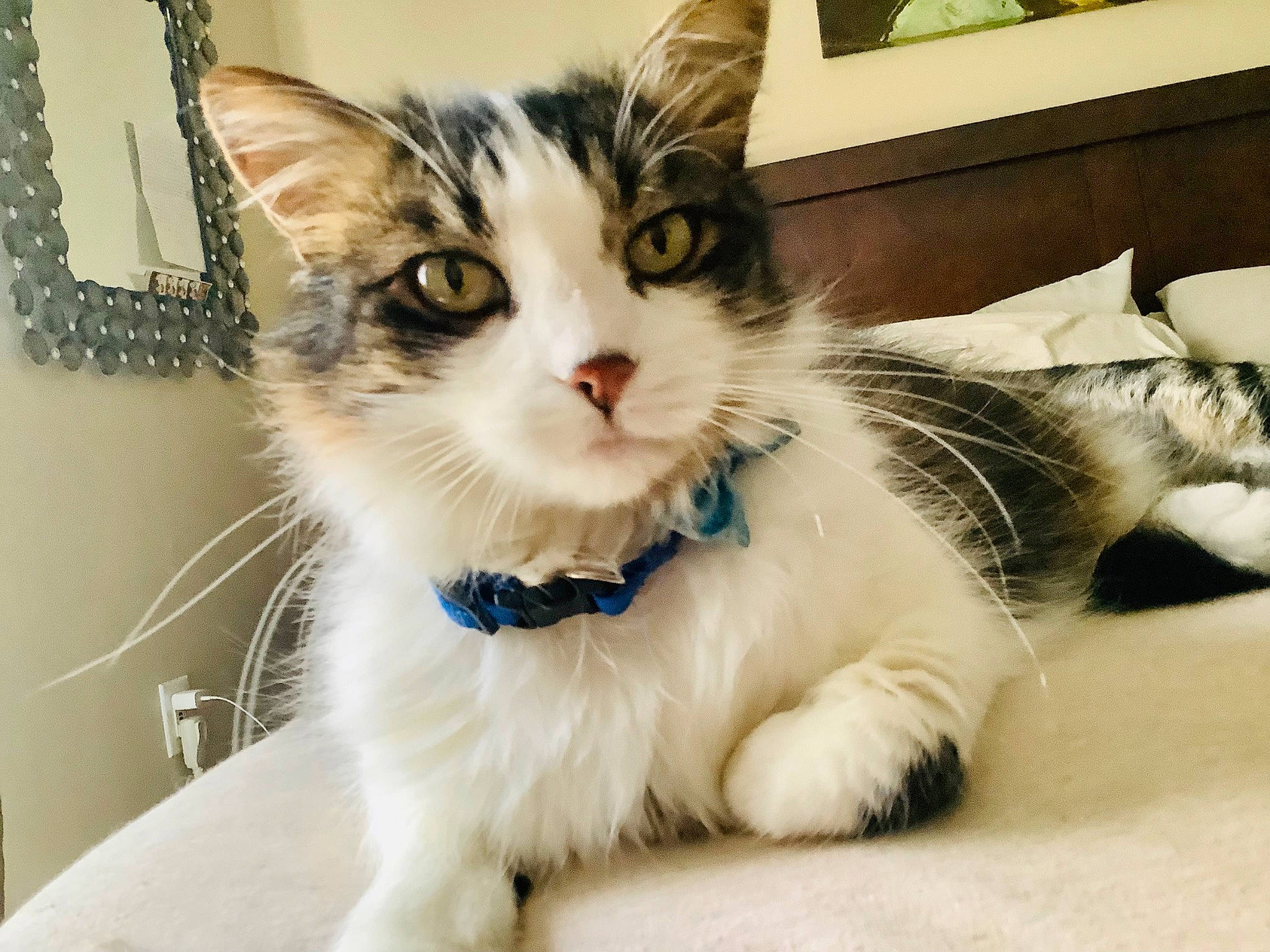 Roo is registered to the contest to win money with this photo: carnivore, cat, claw, collar, comfort, domestic_short_haired_cat, door, felidae, fur, iris, paw, photo_caption, picture_frame, small_to_medium_sized_cats, snout, tail, whiskers, window