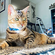 Lucky joined the competition — help win amazing prizes! animal, carpet, cat, closeup, collar, decor, feline, fur, green_eyes, home, indoor, ladder, lounge, pet, relaxed, shelf, sunlight, tabby, toy, whiskers