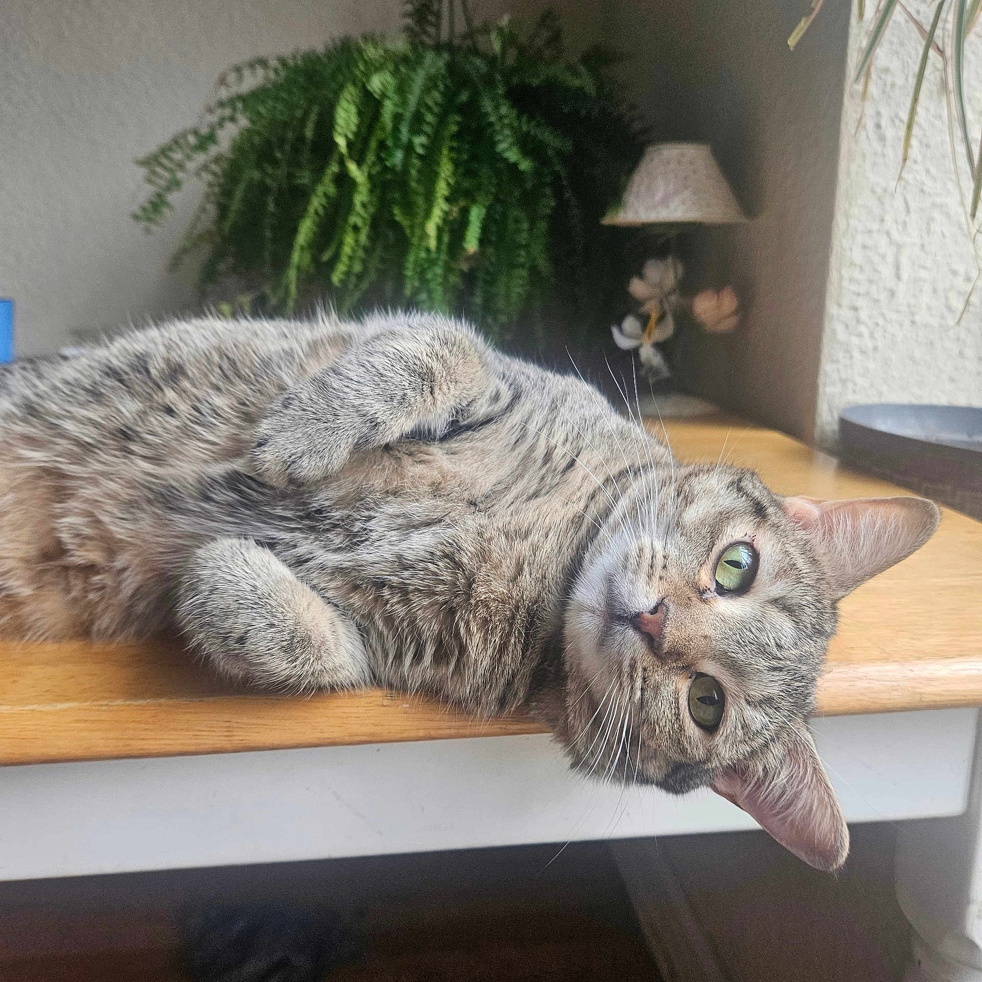 Itzy joined the competition — help win amazing prizes! animal, cat, desk, furniture, hardwood, indoors, interiordesign, jar, kitten, lamp, manx, pet, plant, planter, pottedplant, pottery, table, window, windowsill, wood