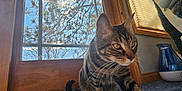 Cheerio joined the competition — help win amazing prizes! abyssinian, animal, cat, door, hardwood, indoors, interiordesign, jar, kitten, manx, pet, picturewindow, plant, pottedplant, pottery, stainedwood, vase, window, windowsill, wood