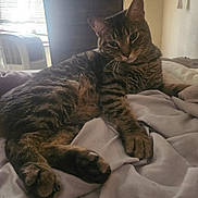 Cheerio is registered to the contest to win money with this photo: animal, bed, blanket, cat, comfort, cozy, curious, domestic, feline, fur, indoor, light, paw, pet, relaxed, resting, sleepy, tabby, whiskers, window