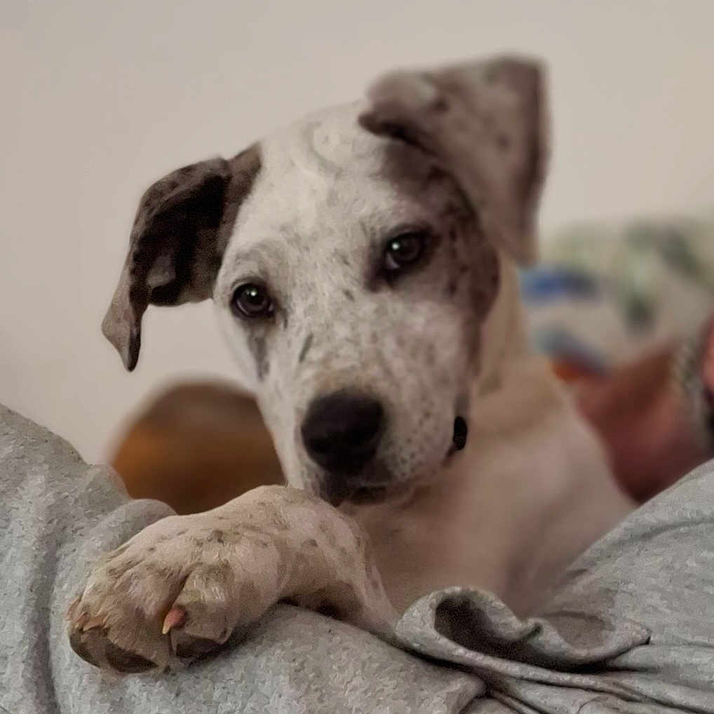 Voyou a rejoint le concours — aidez-le/la à gagner de superbes lots ! animal, arm, brown, calm, close_up, companion, cozy, cute, dog, domestic, friendly, indoor, paw, person, pet, portrait, resting, soft_focus, speckled, white