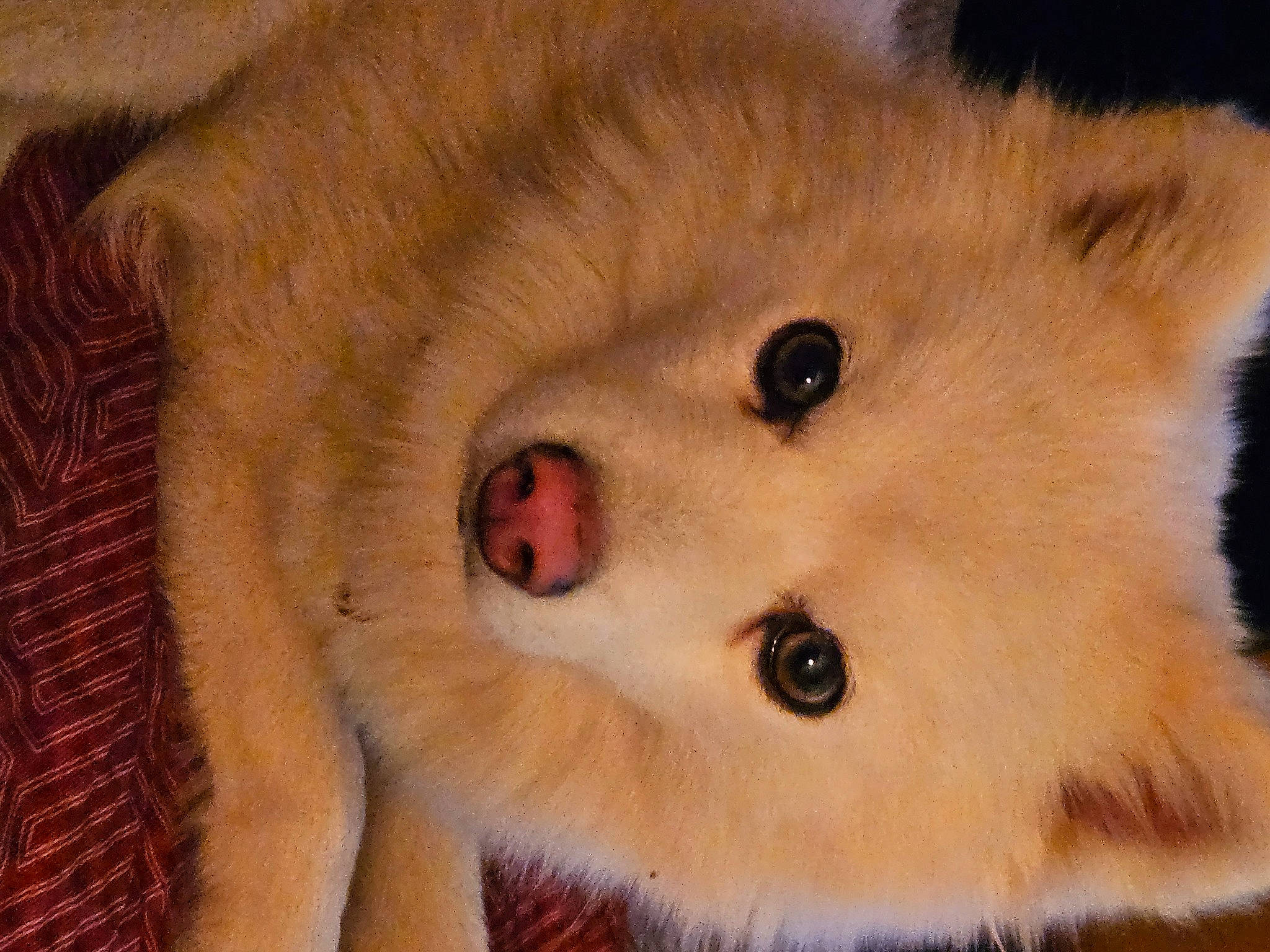 Joe