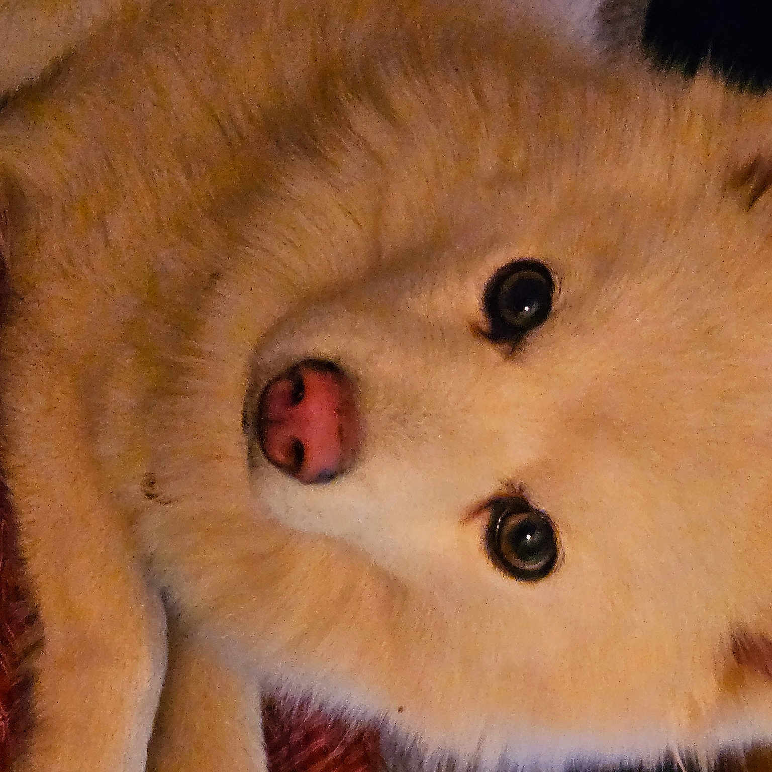 Joe