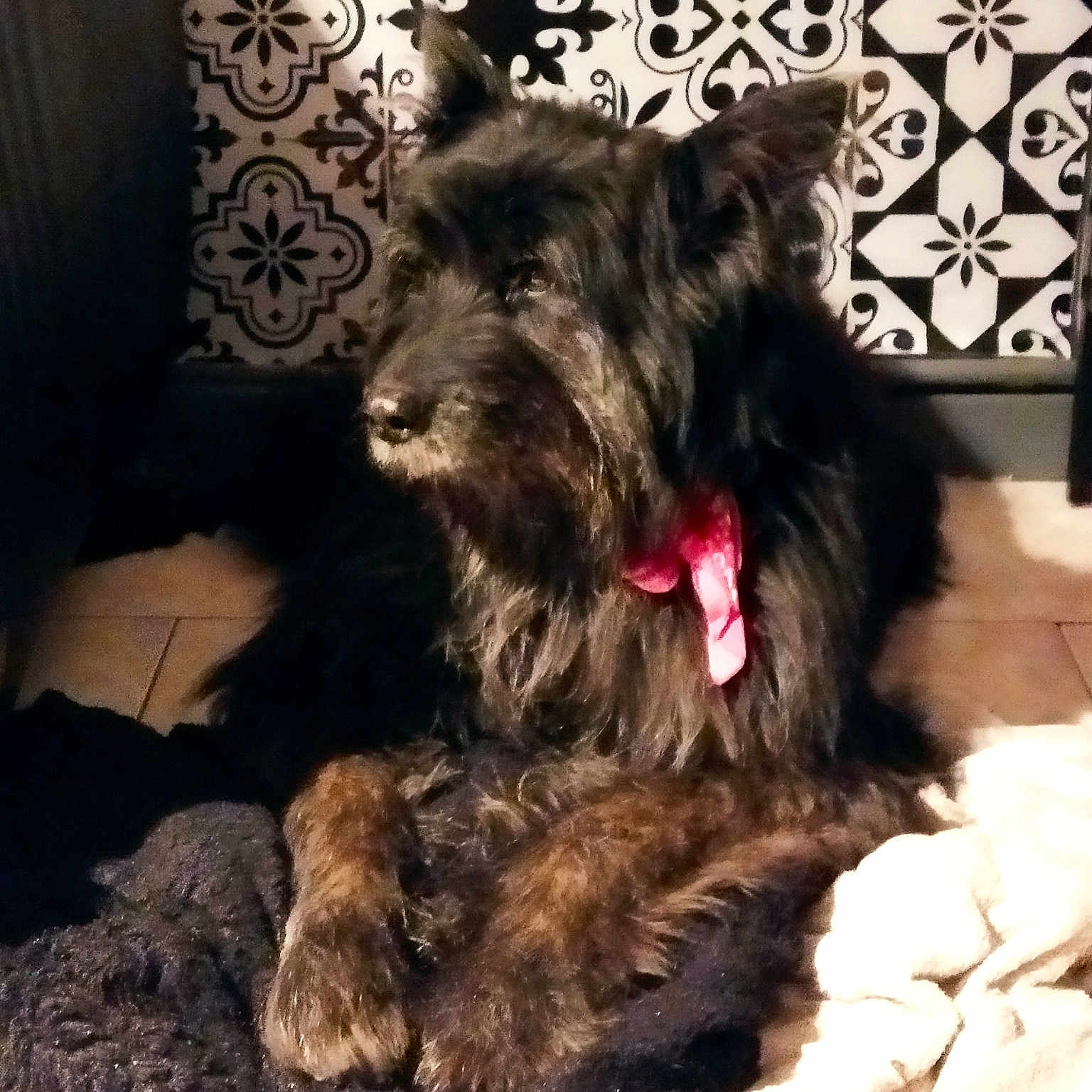 Heidi