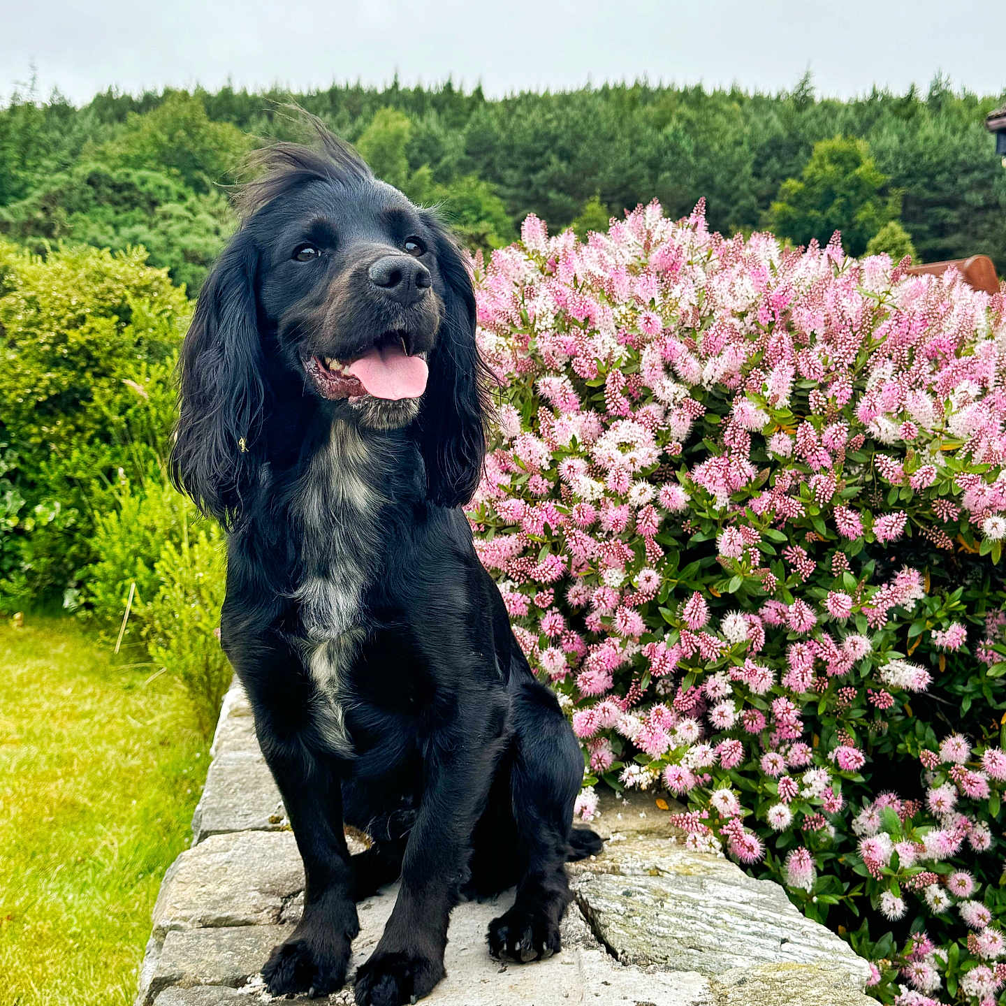 Angus is registered to the contest to win money with this photo: animal, canine, cockerspaniel, dog, flagstone, flower, flowerarrangement, geranium, grass, nature, outdoors, path, pet, petal, plant, puppy, slate, summer, vegetation, walkway