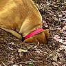 Maggie Mae joined the competition — help win amazing prizes! dog, digging, collar, pink_collar, brown_fur, outdoor, dirt, leaves, twigs, nature, earth, canine, animal, pet, ground, forest_floor, sniffing, buried_nose, curious, daylight