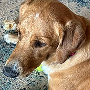 Maggie Mae joined the competition — help win amazing prizes! animal, bone, canine, carpet, chew_toy, close_up, collar, dog, domestic_animal, ear, fur, golden_brown, indoor, laying_down, mammal, pet, side_view, snout, whiskers, young_dog