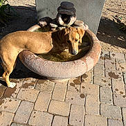 Maggie Mae is registered to the contest to win money with this photo: dog, water_fountain, outdoor, pavement, sunlight, shadow, animal, pet, thirsty, brown_dog, drinking_water, stone_fountain, garden, plants, daylight, curious, canine, nature, summer, wet_pavement