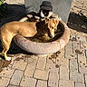 dog, water_fountain, outdoor, pavement, sunlight, shadow, animal, pet, thirsty, brown_dog, drinking_water, stone_fountain, garden, plants, daylight, curious, canine, nature, summer, wet_pavement