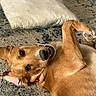 dog, brown_dog, lying_down, carpet, pillow, indoor, pet, playful, smiling, canine, fur, ears, collar, cute, animal, relaxed, looking_at_camera, domestic, friendly, happy
