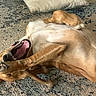 Maggie Mae joined the competition — help win amazing prizes! dog, playing, carpet, paw, mouth_open, chew_bone, lying_down, brown_fur, pet, indoor, canine, relaxed, happy, animal, fur, tongue, collar, cute, mammal, domestic