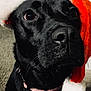adorable, animal, black_dog, christmas, close_up, collar, cute, dog, expression, face, festive, fur, holiday, holiday_season, indoor, nose, pet, portrait, santa_hat, whiskers