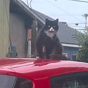 Grumpy Cat is registered to the contest to win money with this photo: animal, black_and_white_cat, car, cat, cloudy, daytime, feline, grumpy, house, nature, outdoor, pet, plant, red_car, roof, sitting, sky, suburban, vehicle, window