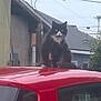 animal, black_and_white_cat, car, cat, cloudy, daytime, feline, grumpy, house, nature, outdoor, pet, plant, red_car, roof, sitting, sky, suburban, vehicle, window
