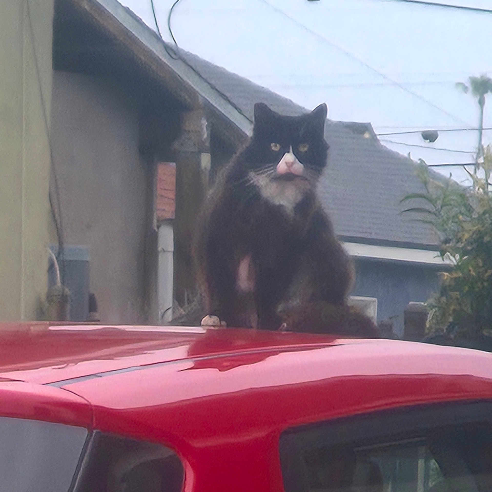 Grumpy Cat
