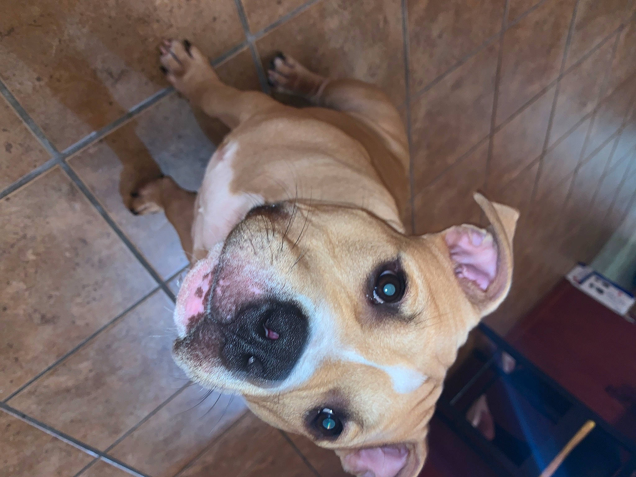 Scrappy joined the competition — help win amazing prizes! american_pit_bull_terrier, american_staffordshire_terrier, beagador, black_mouth_cur, canidae, carnivore, companion_dog, dog, dog_breed, ear, fawn, mammal, non_sporting_group, nose, pit_bull, puppy_love, snout, sporting_group, valley_bulldog, vertebrate