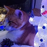 Rantamplan participe au concours pour gagner de l'argent avec cette photo : abyssinian, animal, bottle, cat, cream, food, ice, kitten, manx, nature, outdoors, person, pet, purple, siamese, snow, snowman, sweets, waterbottle, winter