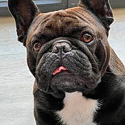 Polo a rejoint le concours — aidez-le/la à gagner de superbes lots ! animal, black_fur, canine, close_up, companion, cute, dog, domestic_animal, ears_up, face, french_bulldog, fur, indoor, looking_up, pet, portrait, tongue_out, whiskers, white_patch, window