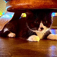 Pudding is registered to the contest to win money with this photo: animal, black_and_white, cat, chair, colorful_lights, cozy, curious, cute, domestic, floor, furniture, indoor, kitten, paws, pet, reflection, string_lights, under_chair, whiskers, wooden_floor