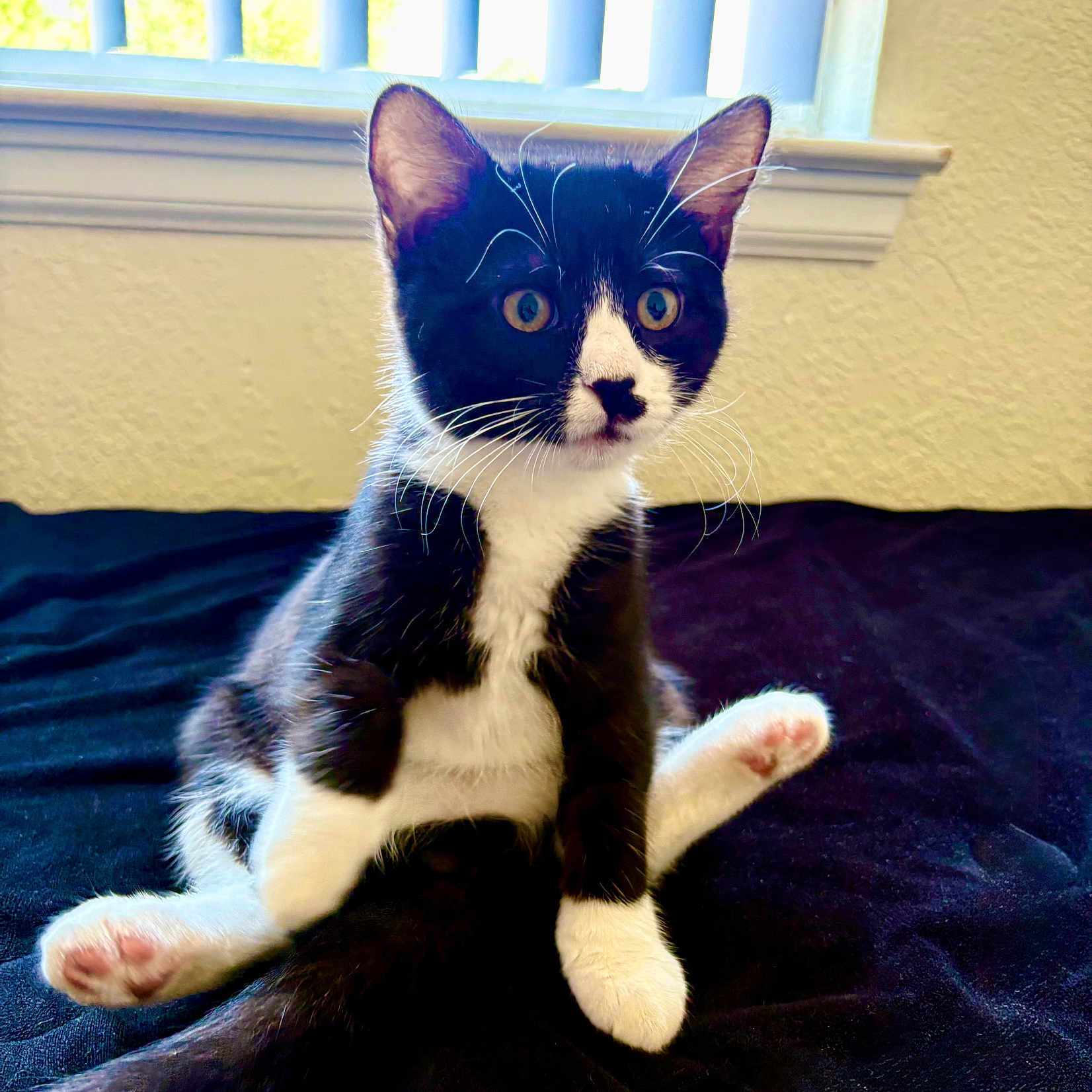 Pudding joined the competition — help win amazing prizes! animal, black_and_white, blanket, cat, cozy, curious, cute, domestic_cat, feline, fur, indoor, kitten, paws, pet, portrait, sitting, tuxedo_cat, whiskers, window, young