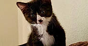 Pudding joined the competition — help win amazing prizes! animal, black_and_white, blanket, brown, cat, cozy, curious, cute, fluffy, fur, head_tilt, indoor, kitten, paws, pet, portrait, texture, wall, whiskers, young