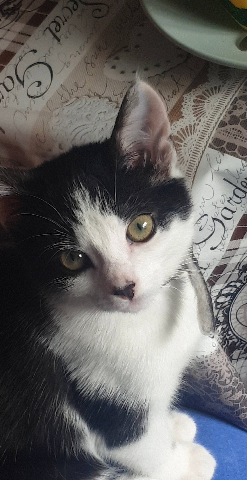 Biscuits is registered to the contest to win money with this photo: box, carnivore, cat, cloud, domestic_short_haired_cat, eye, felidae, fur, head, monochrome, monochrome_photography, paw, photo_caption, small_to_medium_sized_cats, snout, square, tail, whiskers, window